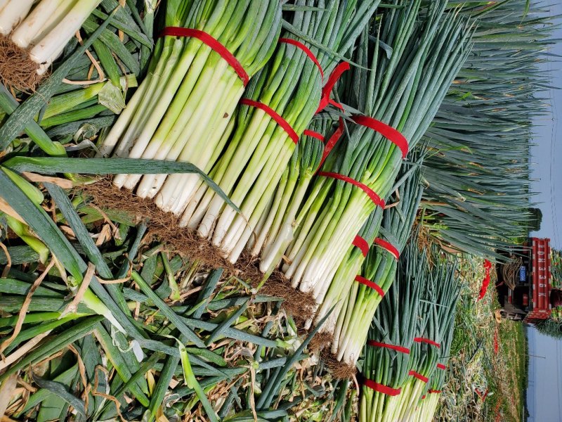 河南大葱（地膜钢葱)地膜插钢葱上市中基地直发代全国