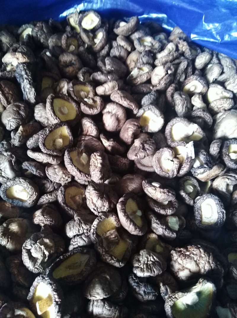 好蘑菇，质量好，品种全