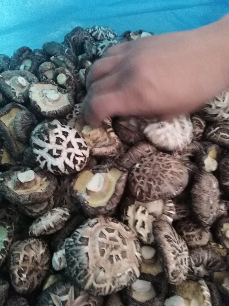 好蘑菇，质量好，品种全