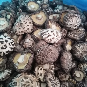 好蘑菇，质量好，品种全