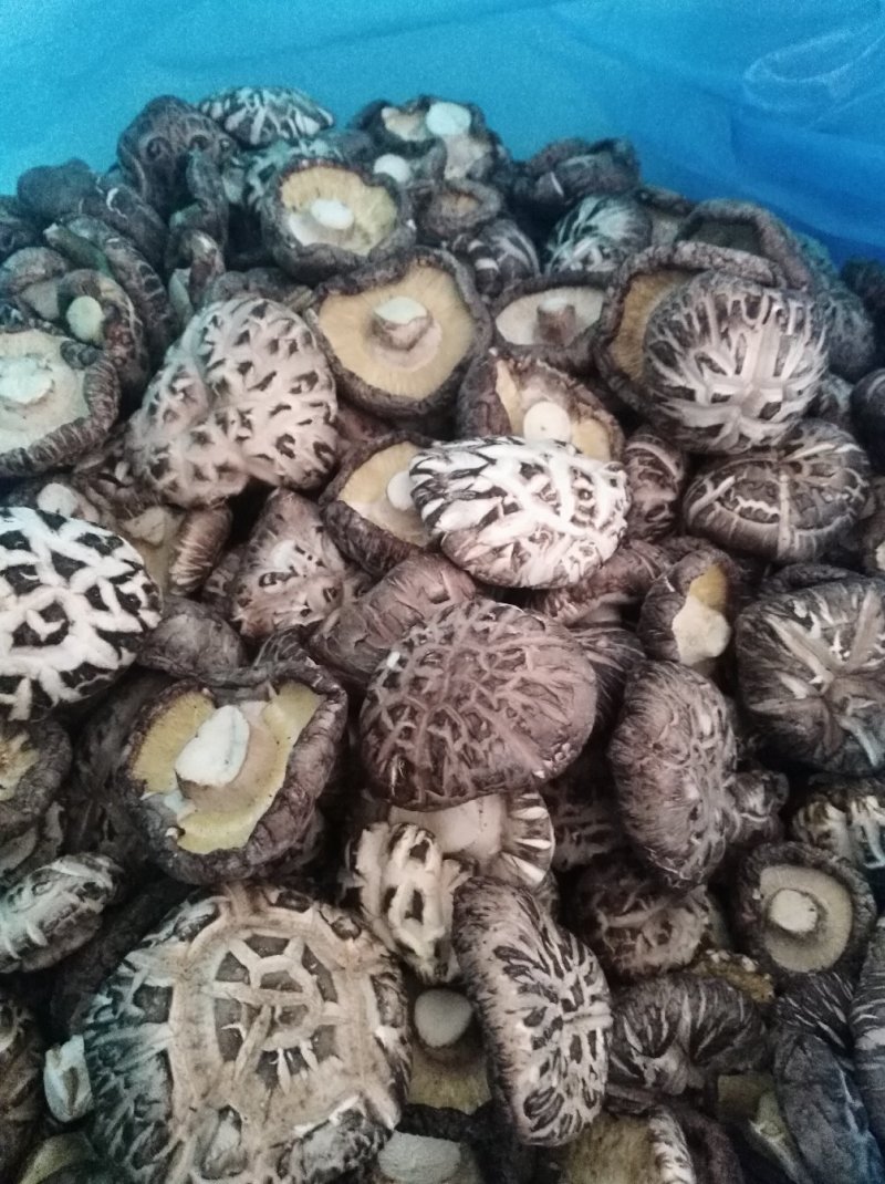 好蘑菇，质量好，品种全