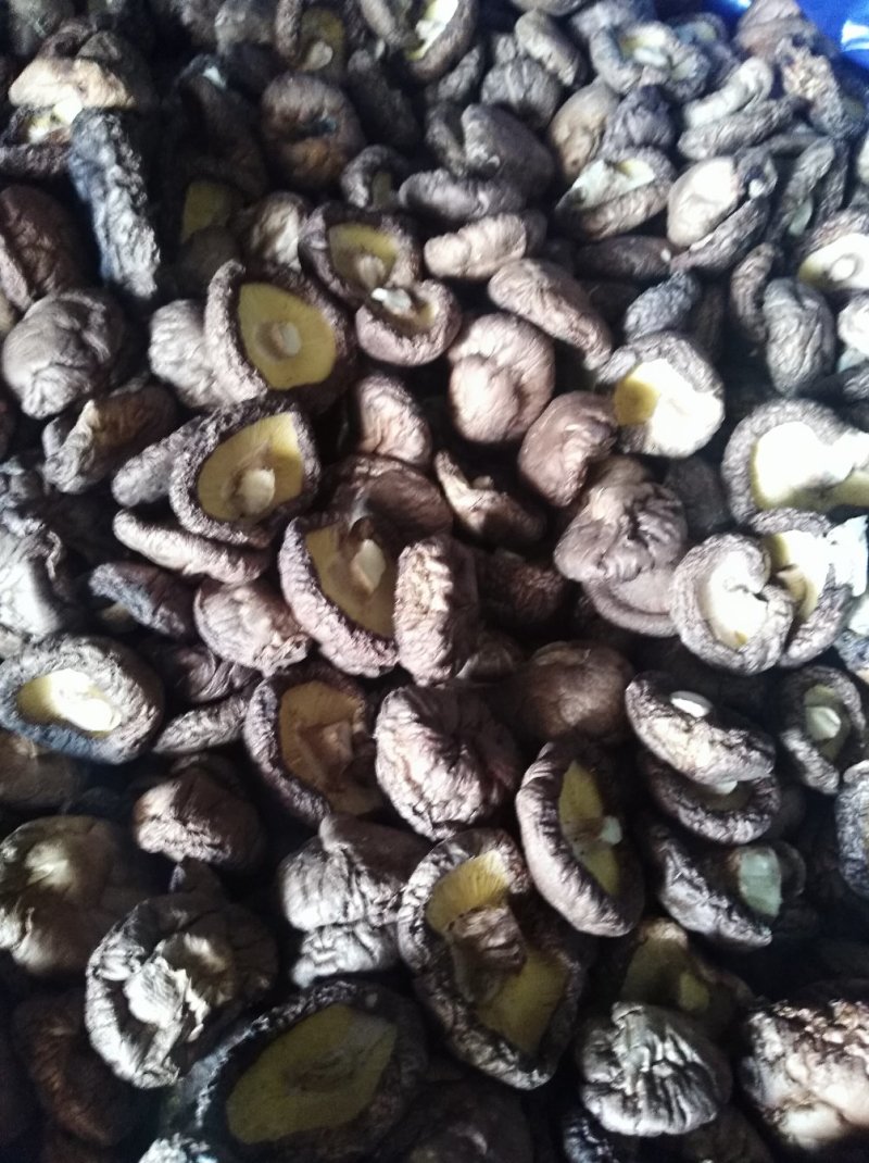 好蘑菇，质量好，品种全