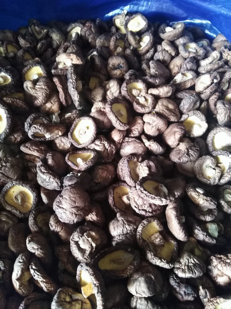 好蘑菇，质量好，品种全