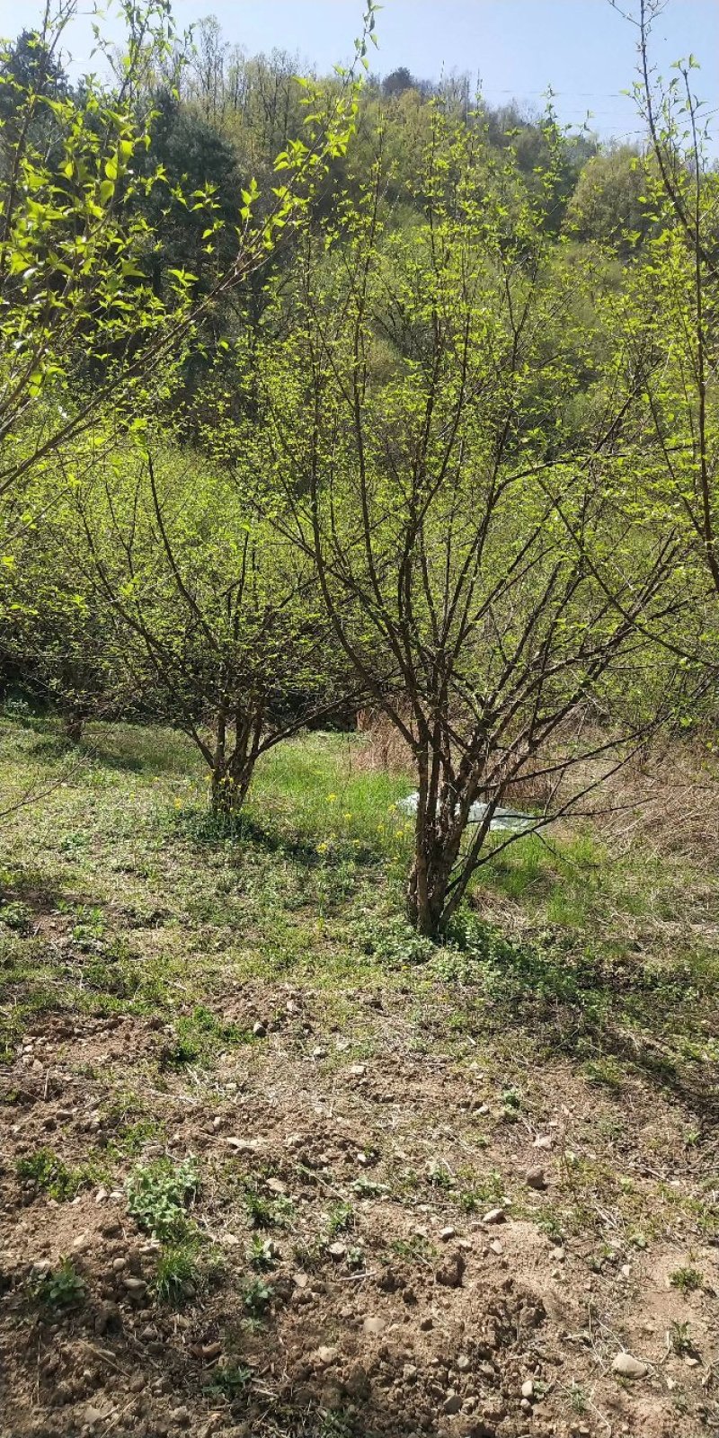 河南南阳供应丛生山茱萸，独杆山茱萸。产地直销山茱萸。。