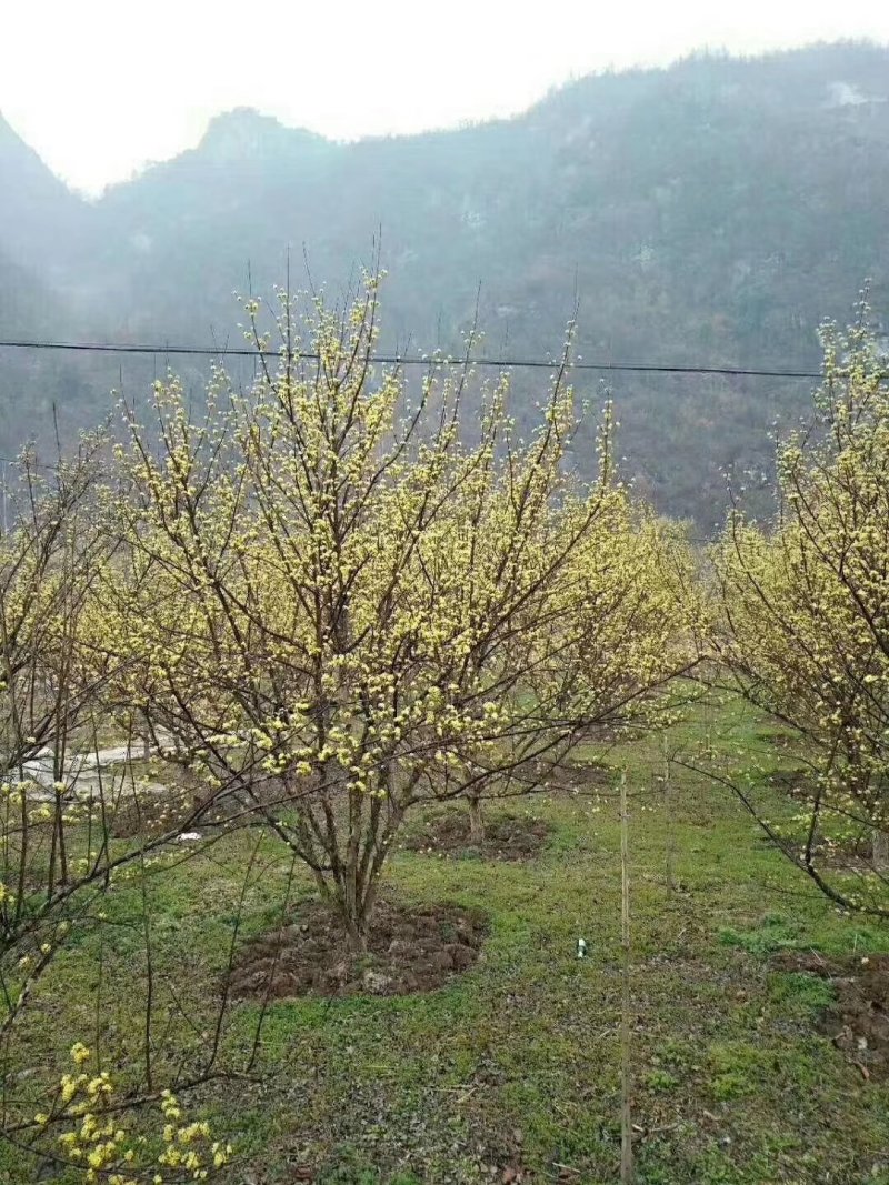河南南阳供应丛生山茱萸，独杆山茱萸。产地直销山茱萸。。