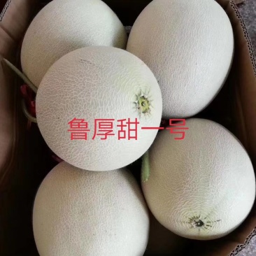 网纹瓜