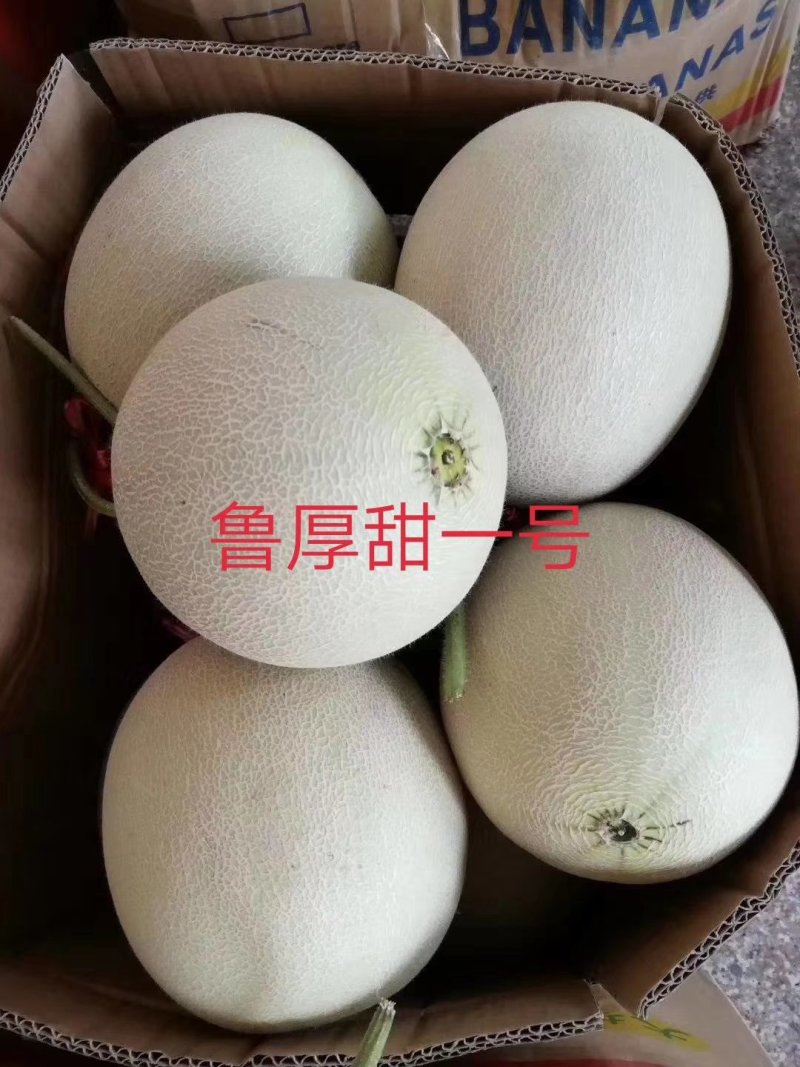 网纹瓜