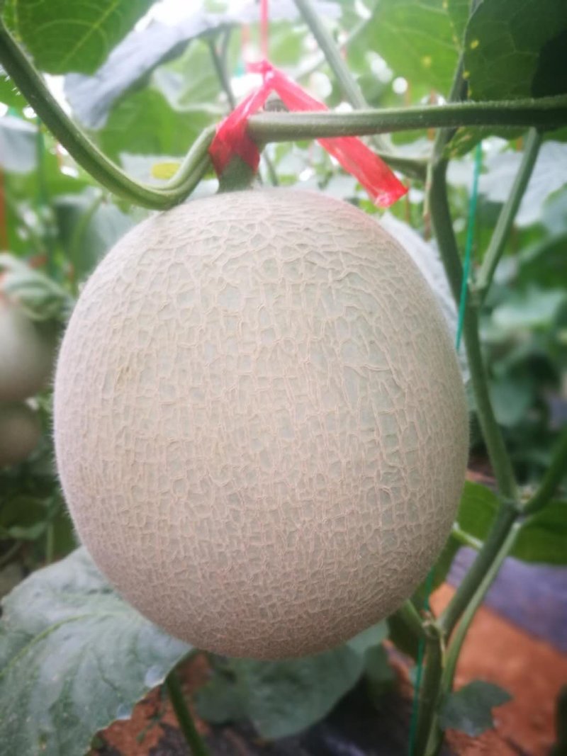 网纹瓜