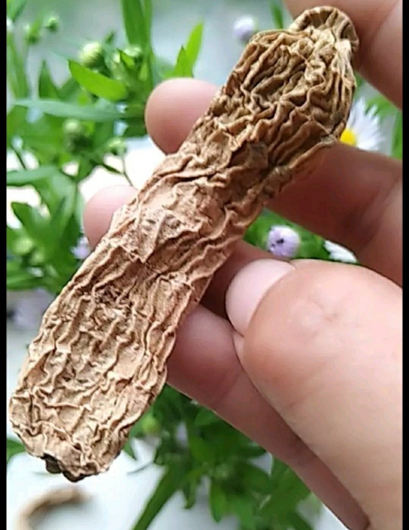 直销长白山野生天麻东北特产野生天麻