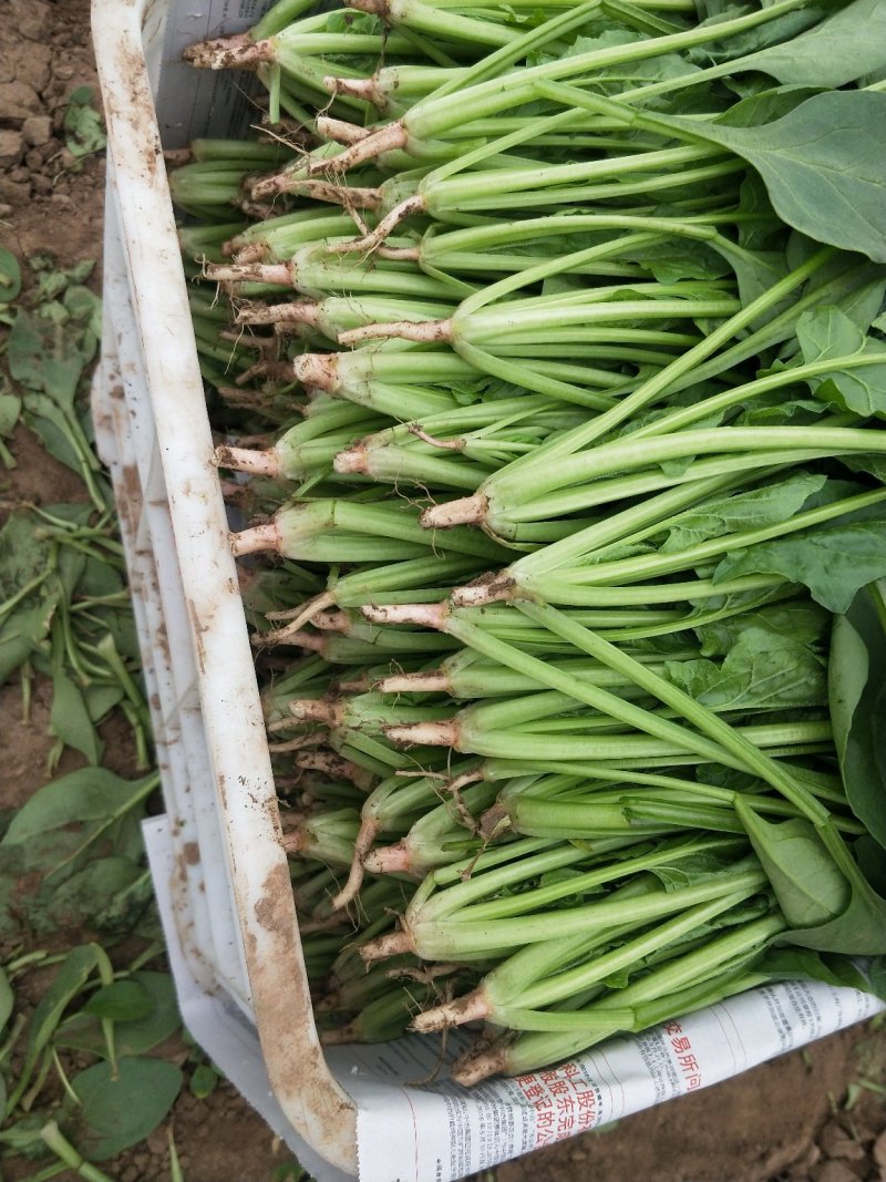 菠菜