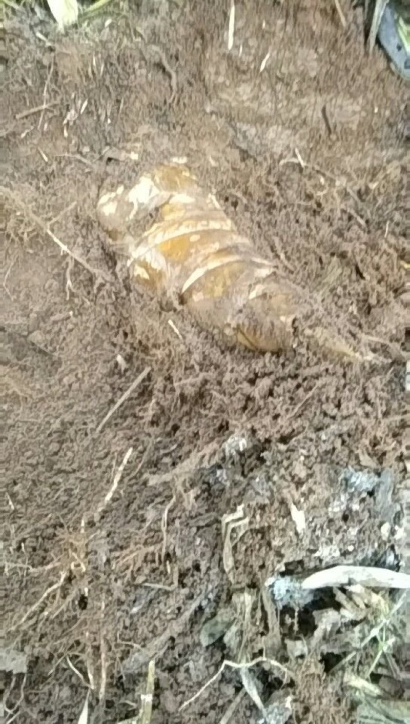 普洱思茅新鲜甜笋竹笋生态蔬菜云南普洱思茅甜笋大规模种植