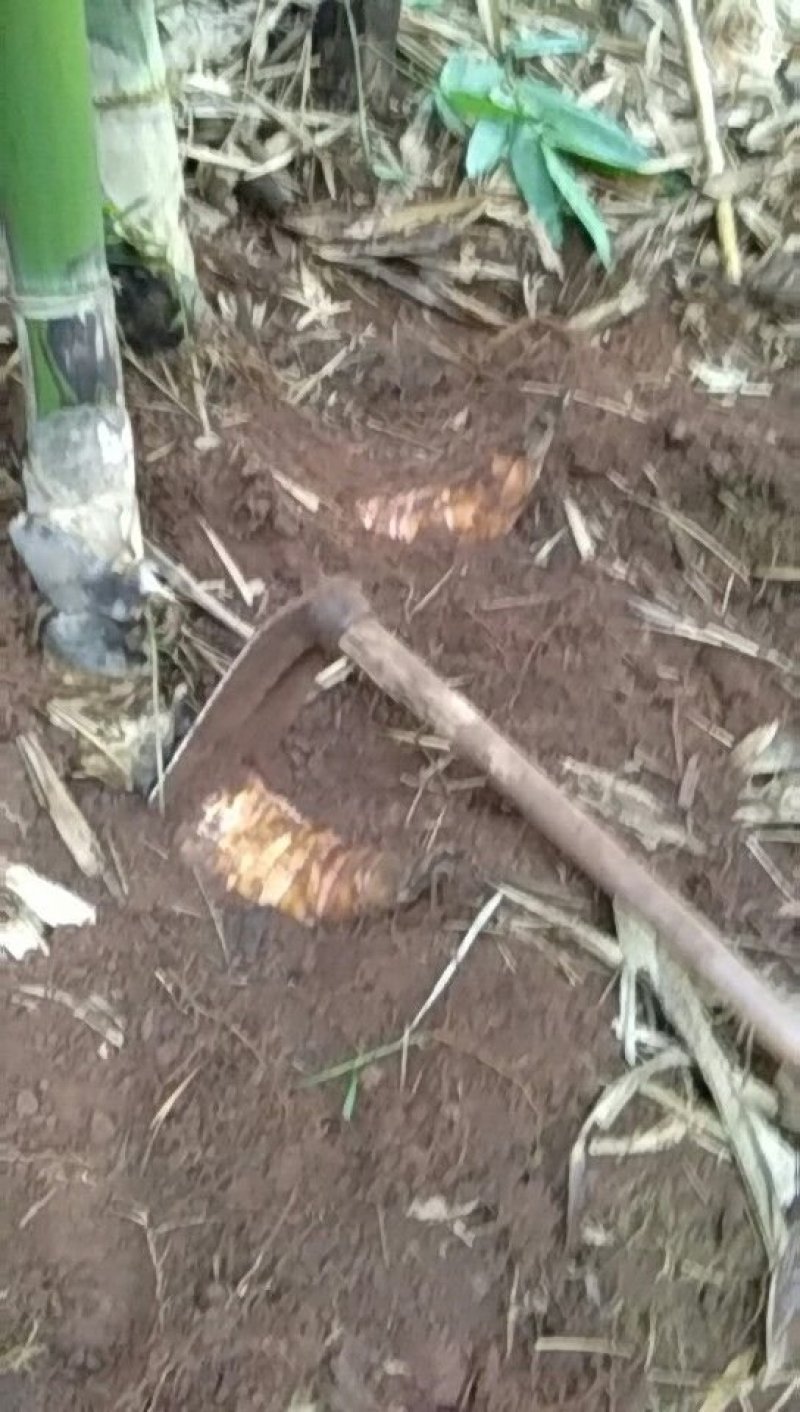 普洱思茅新鲜甜笋竹笋生态蔬菜云南普洱思茅甜笋大规模种植