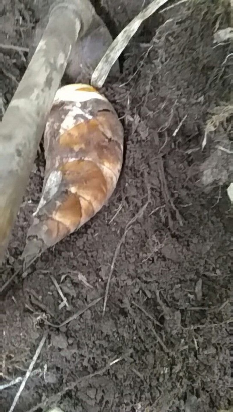 普洱思茅新鲜甜笋竹笋生态蔬菜云南普洱思茅甜笋大规模种植