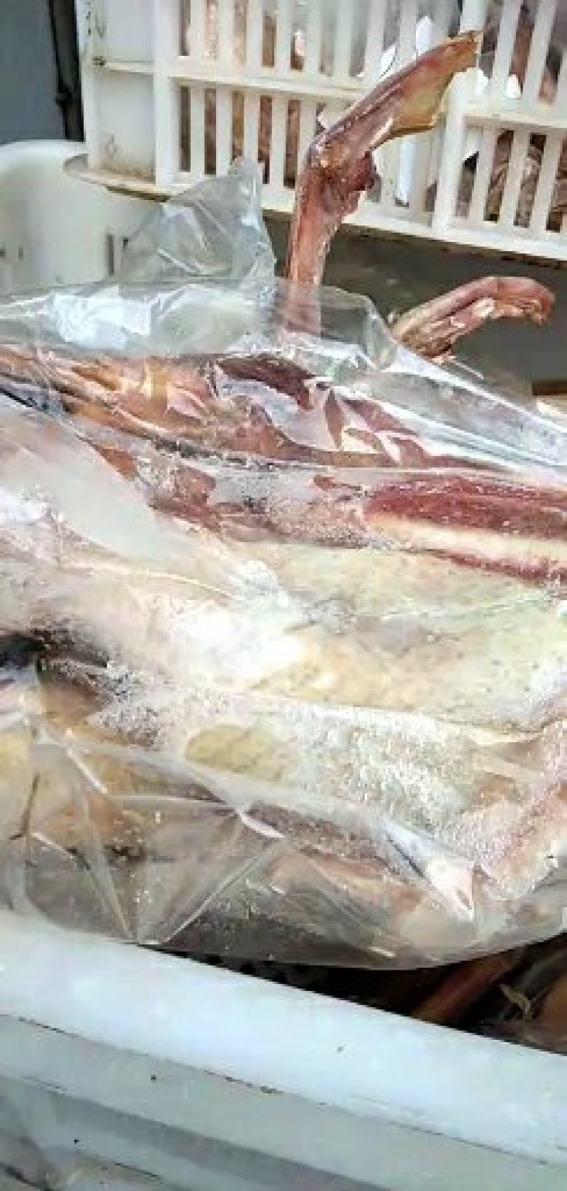 野鸭