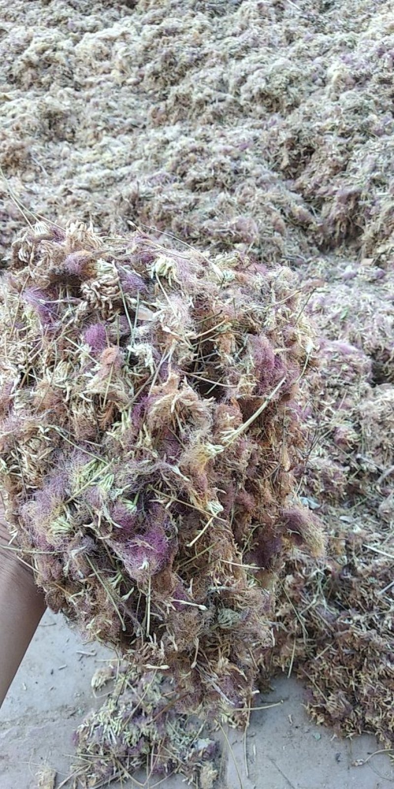 山东庆云县合欢花产地直销大货前期优质