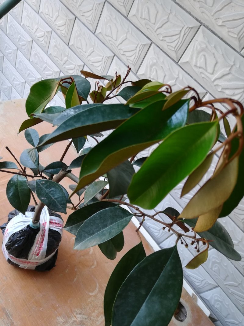 牛奶果苗，嫁接苗，直生苗都有，带营养杯