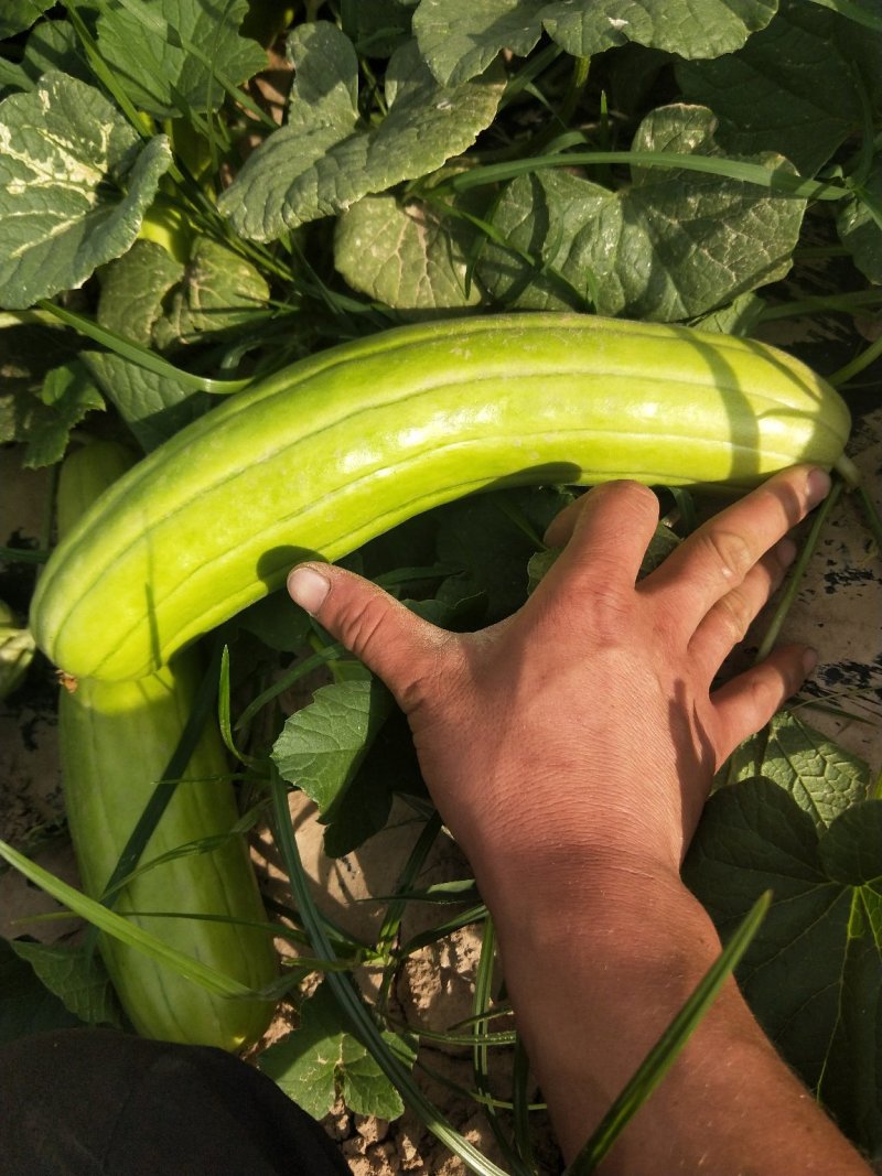 菜瓜