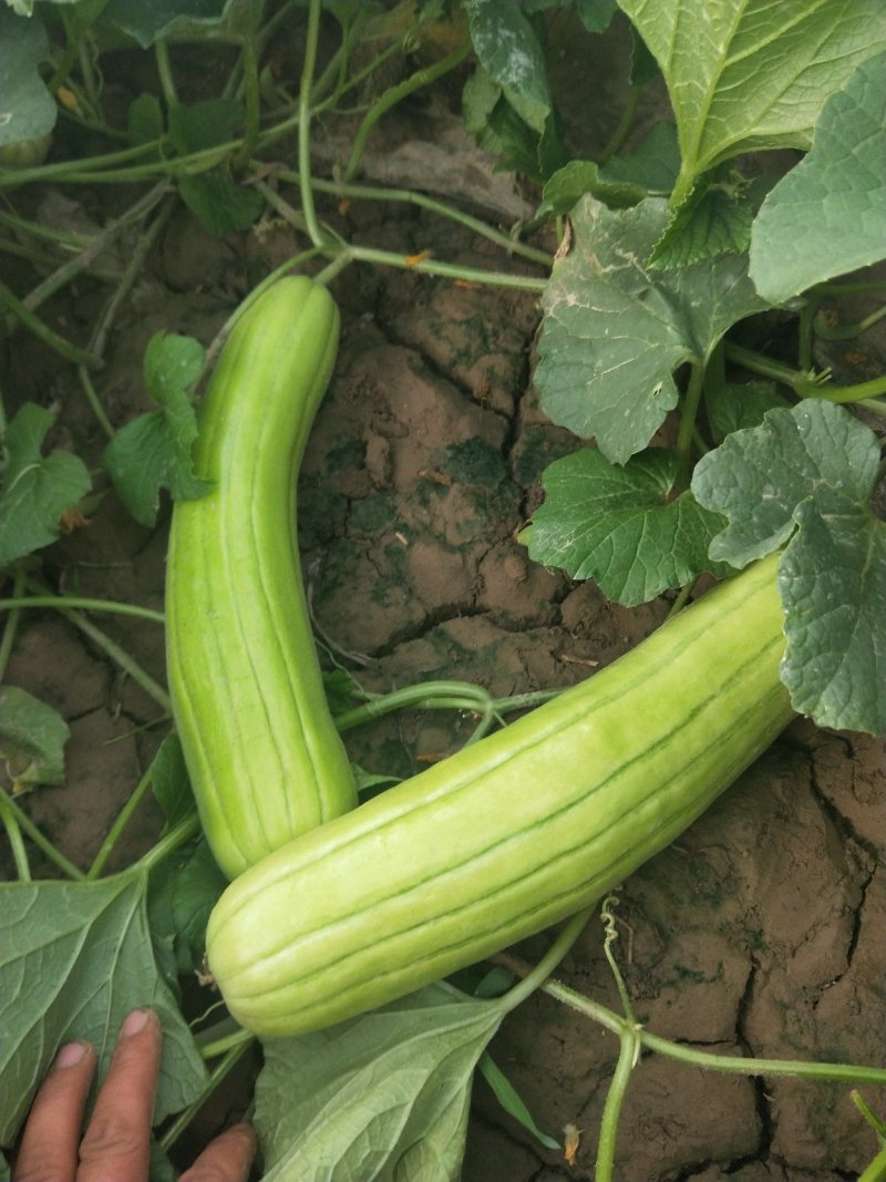 菜瓜