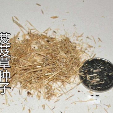 芨芨草种子山地旱地专用牧草绿化专种子