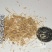 芨芨草种子山地旱地专用牧草绿化专种子