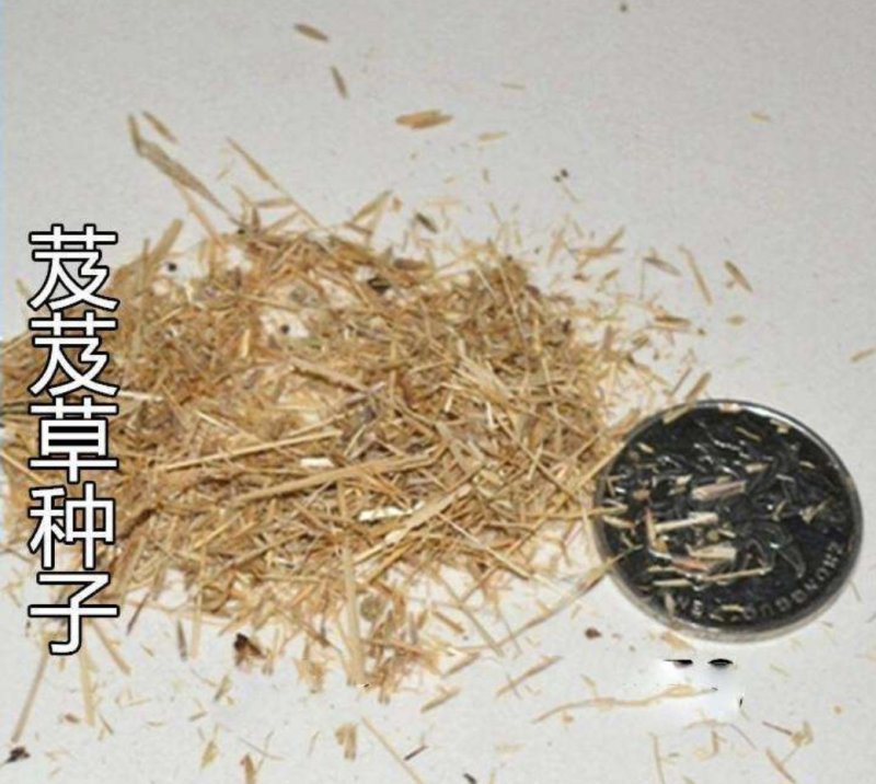 芨芨草种子山地旱地专用牧草绿化专种子