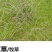 芨芨草种子山地旱地专用牧草绿化专种子