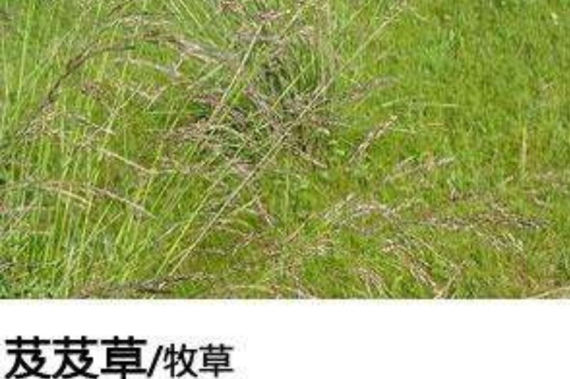 芨芨草种子山地旱地专用牧草绿化专种子