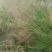 芨芨草种子山地旱地专用牧草绿化专种子