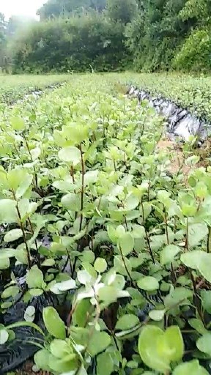 江西单叶蔓荆子苗，蔓荊子苗