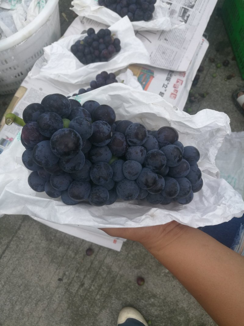 巨峰葡萄大量上市