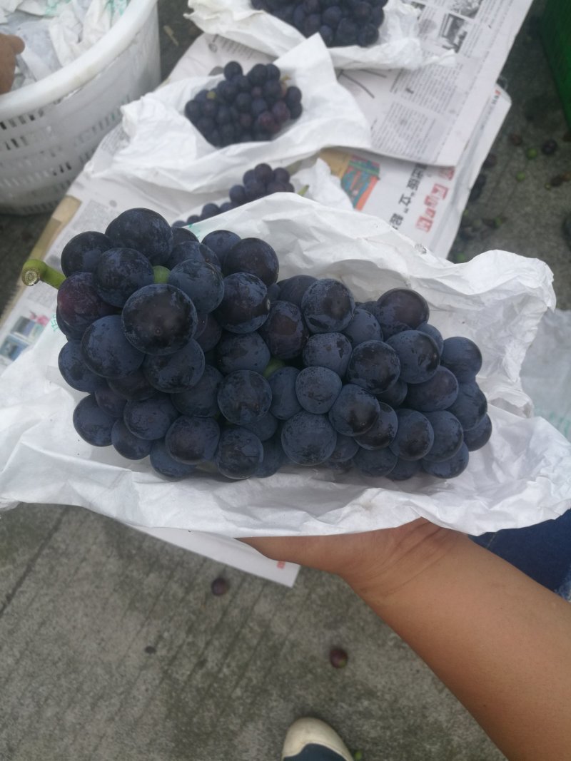 巨峰葡萄大量上市