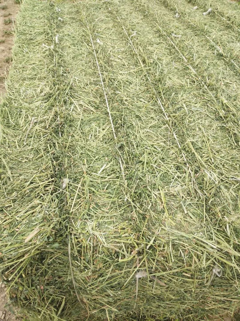 苜蓿草甘肃苜蓿麦草苜蓿种子全国批发甘肃产地质量保证