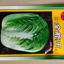 大白菜种子早熟大白菜春秋播全能王大白菜种子