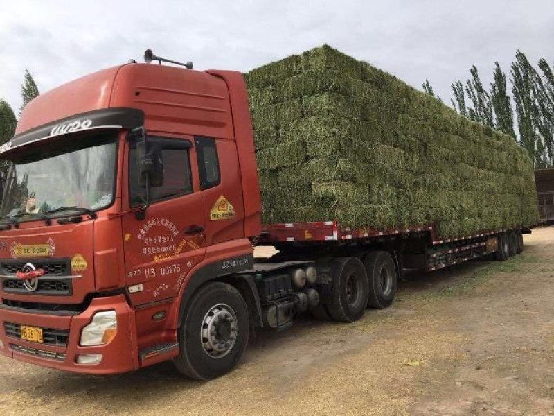 苜蓿草头茬苜蓿紫花苜蓿草苜蓿草批发苜蓿草产地直销