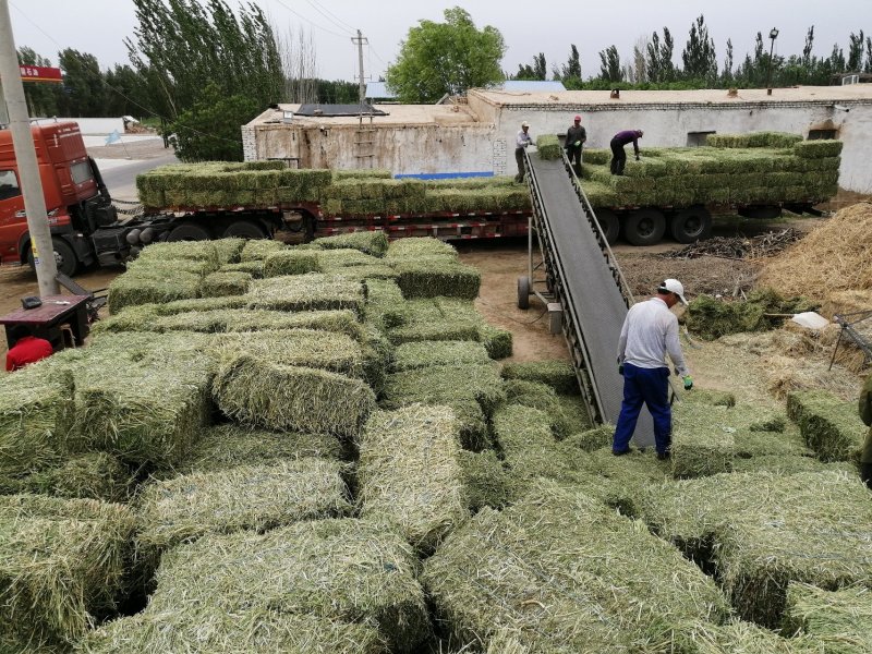 苜蓿草头茬苜蓿紫花苜蓿草苜蓿草批发苜蓿草产地直销