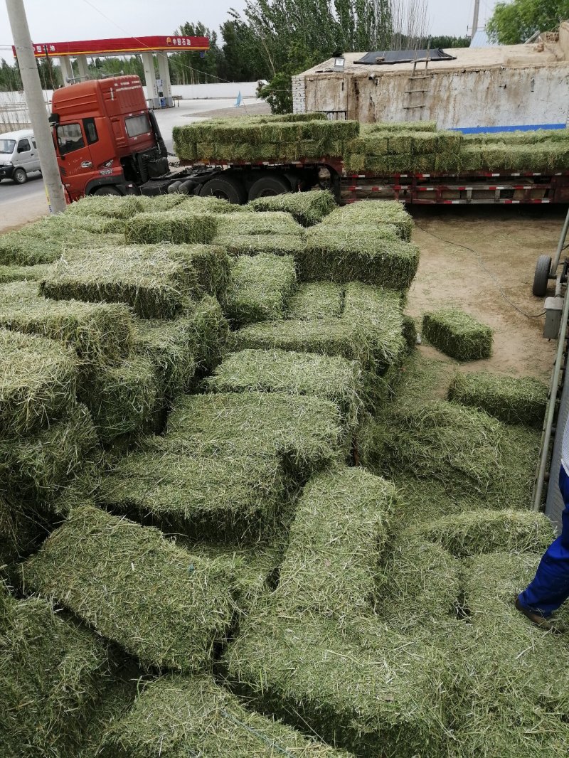 苜蓿草头茬苜蓿紫花苜蓿草苜蓿草批发苜蓿草产地直销
