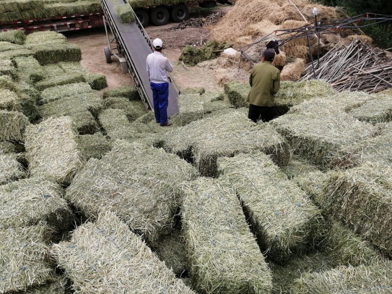 苜蓿草头茬苜蓿紫花苜蓿草苜蓿草批发苜蓿草产地直销
