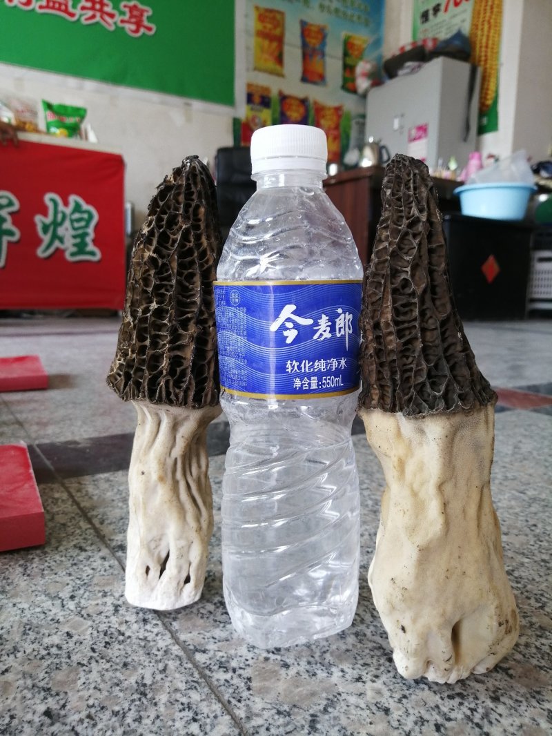 出售羊肚菌种母种