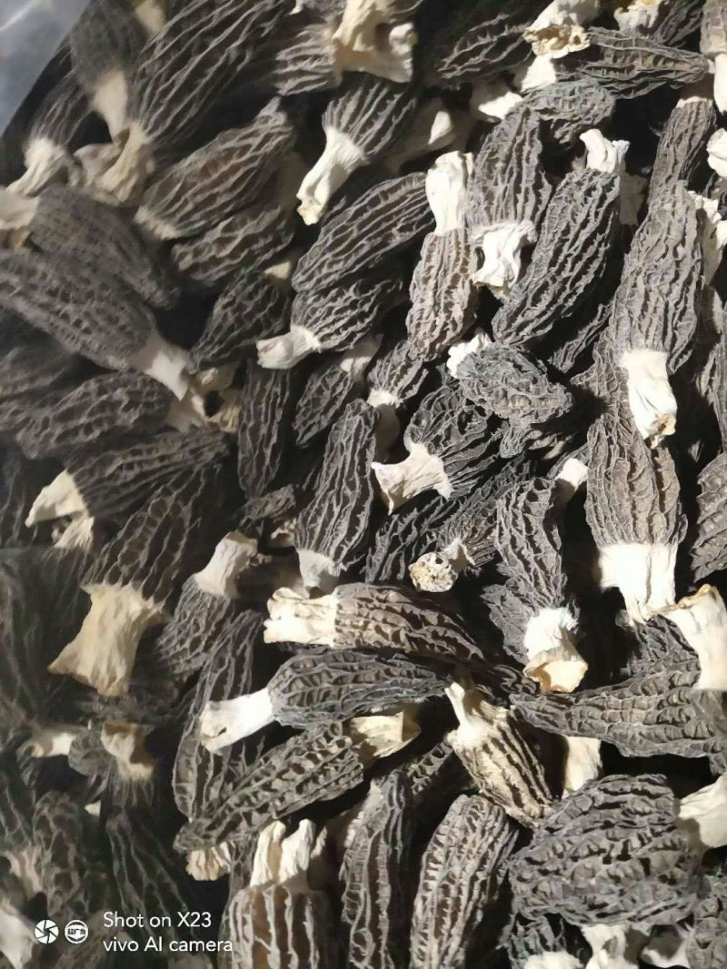 出售羊肚菌种母种