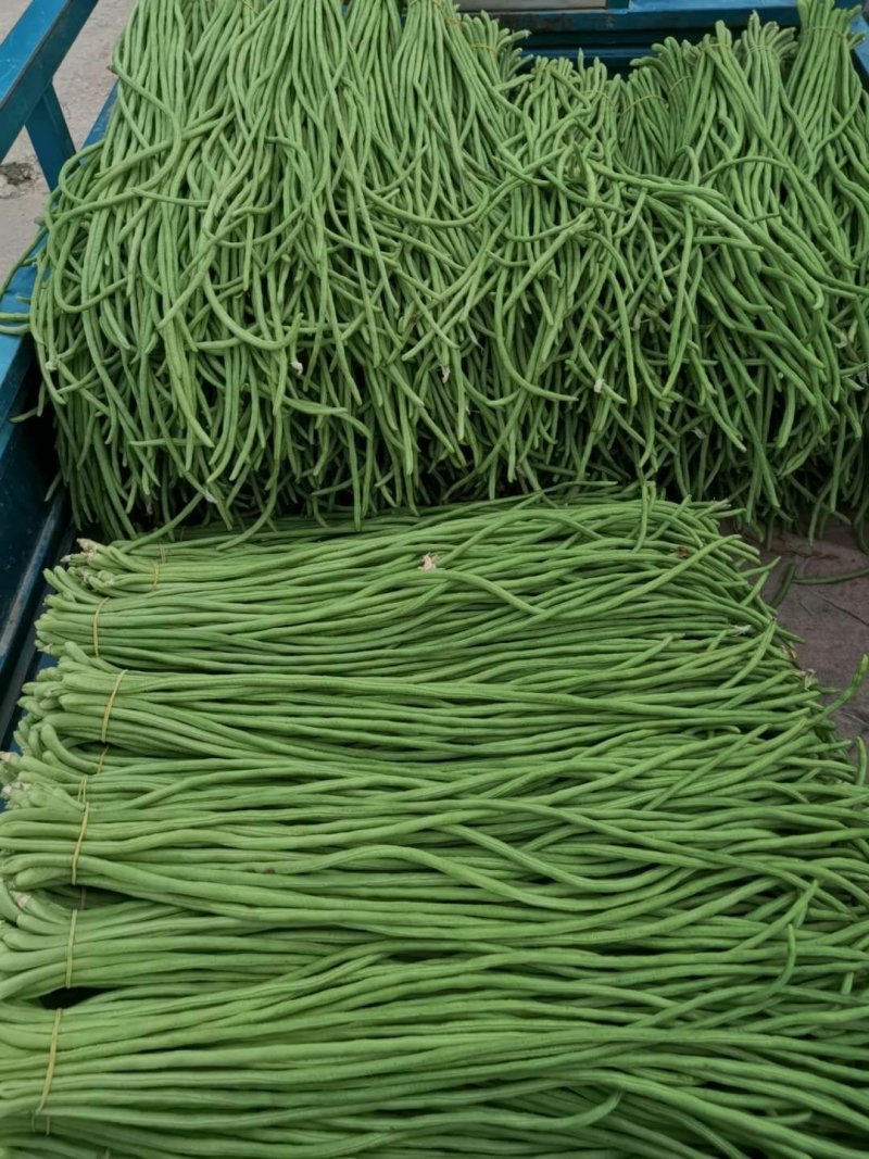 精品蔬菜新鲜蔬菜长豆角