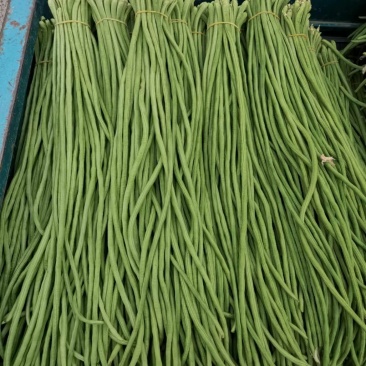 精品蔬菜新鲜蔬菜长豆角