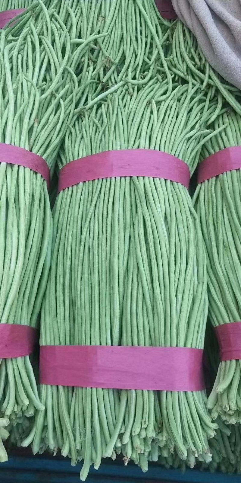 精品蔬菜新鲜蔬菜长豆角