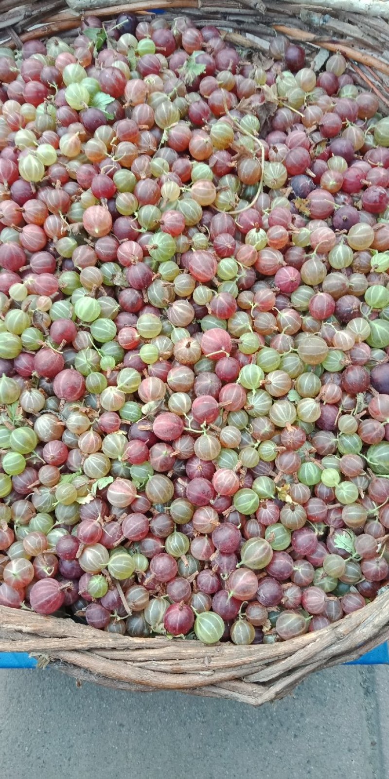 批发灯笼果，灯笼果，东北特产灯笼果