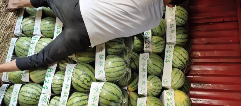 河南直生苗8424大量上市西瓜产地可视频看货诚信服务