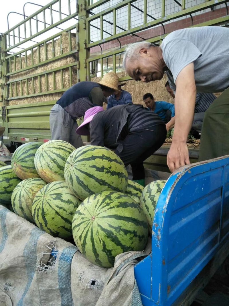 沙漠蜜宝西瓜：沙地优质10斤打底，头一茬：全国接单：现货