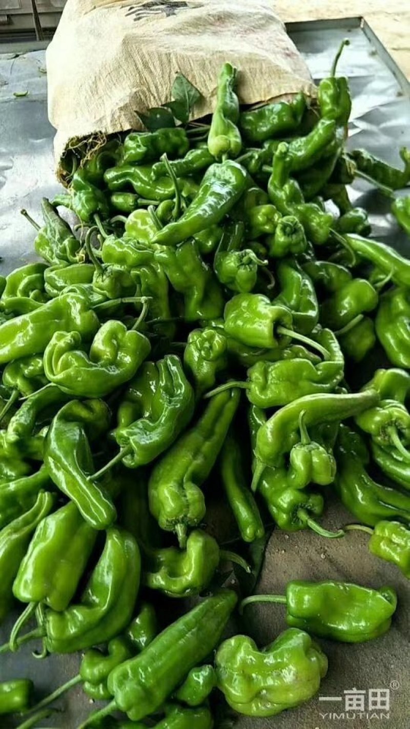 商丘万亩大棚露天线椒大量上市一手货源代办代发全国各地