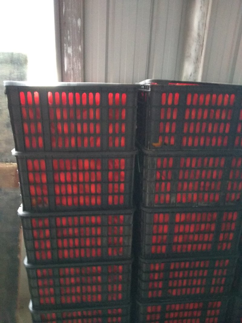 西红柿湖北高山西红柿量大质优，基地直供！！！！！