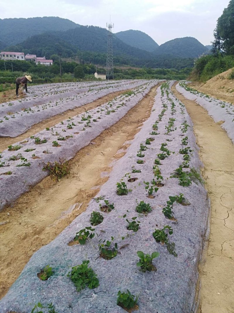 厂家直供防草布透水透气耐风化防草效果好