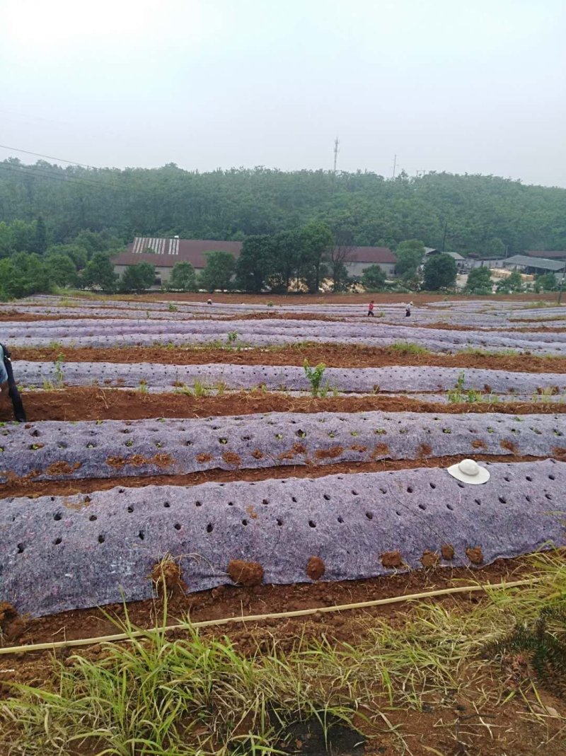 厂家直供防草布透水透气耐风化防草效果好