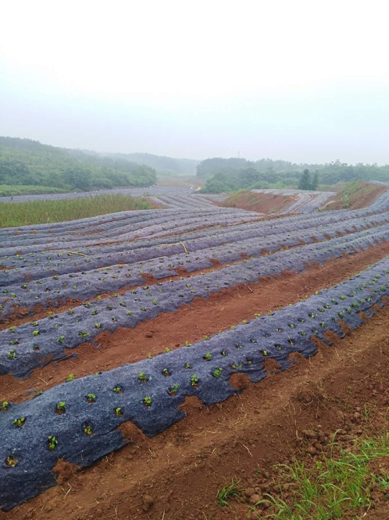 厂家直供防草布透水透气耐风化防草效果好